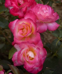 YOURE MY EVERYTHING (hybrid tea)